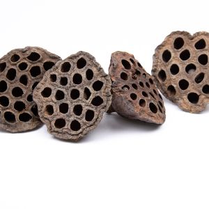 Lotus flower cone
