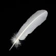 Feather / Turkey / White