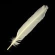 Feather / Turkey / Cream
