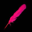 Feather / Turkey / Fuchsia