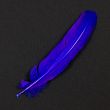 Feather / Turkey / Dark blue