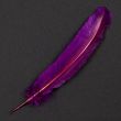 Feather / Turkey / Purple